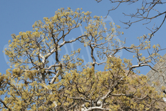 Gyrocarpus americanus